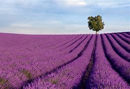 juillet